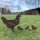 Gartendekoration Hühnergruppe